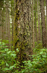 Douglas Fir Emerging from the Salal II - Cortes Island Forest photo