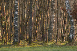 Alders at Sunrise - Aillevillers Forest photo