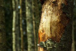 Insect Trails on Alder Trunk - Cortes Island Forest photo