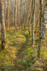 Path in the Alders -  Forest photo