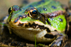  Frog photo