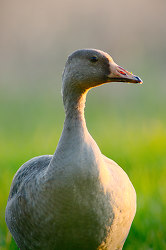 Anser Albifrons Portrait - Cortes Island Goose photo