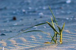 Salt Grass - Cortes Island Grass photo