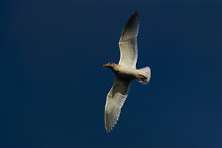 Glaucous-winged Gull -  Gull photo