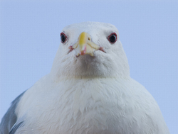 Glaucous-winged Gull Portrait -  Gull photo