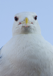 Glaucous-winged Gull Portrait -  Gull photo