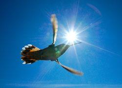Portrait of a Living Propeller - Cortes Island hummingbird photo