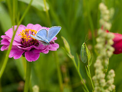 The Butterfly and The Lacewing -   photo