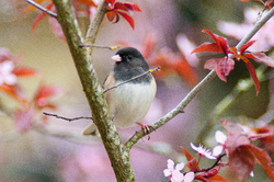 Junco in the Cherry Flowers ~ Junco Photo from Cortes Island Canada.