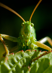 I Spy A Katydid ~ Katydid picture from Aillevillers France.