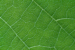 Grape Leaf - Cortes Island Leaf Closeup photo