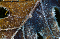 Frosted oak leaf - Cortes Island Leaf photo