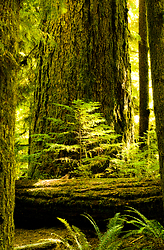 Young and Old No. 3 - Tree photo from Cathedral Grove MacMillan Provincial park British Columbia, Canada