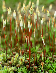 Moss Flowers - Cortes Island Mosses and Lichens photo