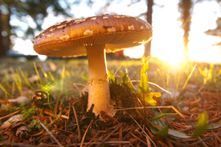 Amanita muscaria - Cortes Island Mushroom photo