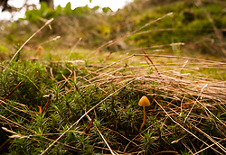 Very Small Mushroom - Cortes Island Mushroom photo