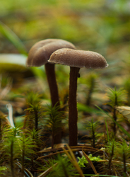 Fungi Family - Cortes Island Mushroom photo