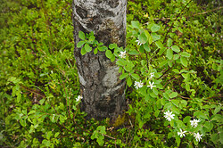 Coexistence of Aspen and Service Berry  -  Natural Bio Diversity photo