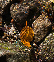 Leaf on Creek Bottom - Mainland Nature Still Life photo
