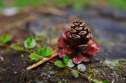 A Little Pine Cone ~ Nature Still Life picture from Slocan Valley Canada.