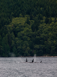 Orca Pod - Johnstone Strait Orca photo