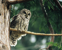 Barred Owl - Cortes Island Owl photo