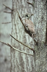 Barred Owl - Cortes Island Owl photo