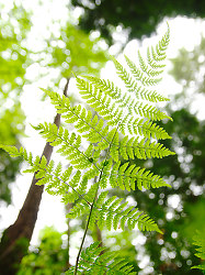 Looking Up at a Little Wood Fern - Spiny Wood Fern photo from  Pacific Spirit Park British Columbia, Canada