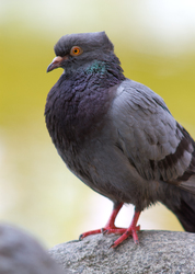 Rock Dove - Vancouver Pigeon photo