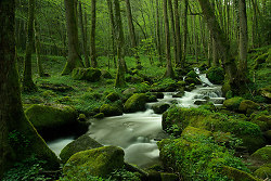 Spring ~ Creek Photo from Route de Plombiers France.