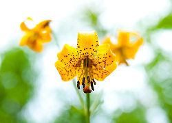 Three Tiger Lily Blossoms ~ Flower Photo from Slocan Valley Canada.