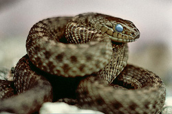 Garter Snake - Cortes Island Snake photo
