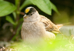 Golden Crowned Sparrow - Cortes Island Sparrow photo