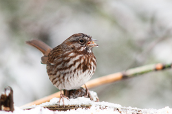 Song Sparrow - Cortes Island Sparrow photo