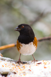 Spotted Towhee - Cortes Island Sparrow photo