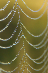 Dew Drops - Cortes Island Spiderweb photo