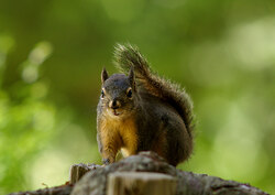 Another Squirrel Portrait - Powel River Squirrel photo