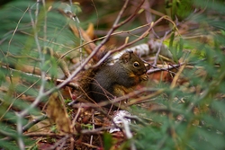 Douglas Squirrel - Cortes Island Squirrel photo
