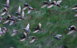 European Starling in Flight - Cortes Island Starling photo
