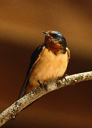 Barn Swallow - Cortes Island Swallow photo