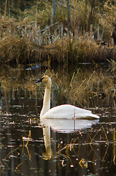 Trumpeter Swan - Cortes Island Swan photo