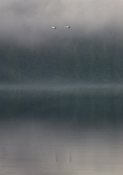 Trumpeter Swans - Cortes Island Swan photo