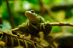 Perched Pacific Tree Frog - Cortes Island Tree Frog photo