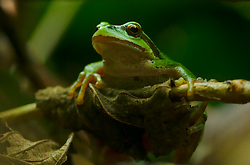 Pseudacris regilla - Cortes Island Tree Frog photo