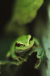 Golden Eyed Tree Frog - Lasqueti Island Tree Frog photo