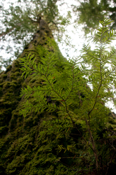 The Ancient & The New - Cortes Island Tree photo