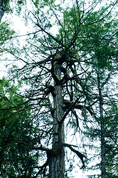 Canopy - Cortes Island Tree photo