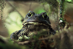 Western Toad