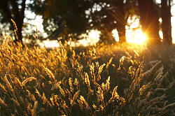 Wild Grasses In Evening Sunlight 2 -  Wild Grass photo