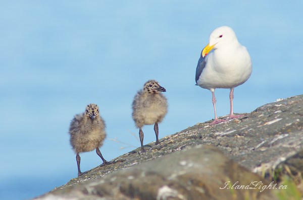 Seagull Family ~ Baby Bird Photo from Mitlenatch Island Canada.